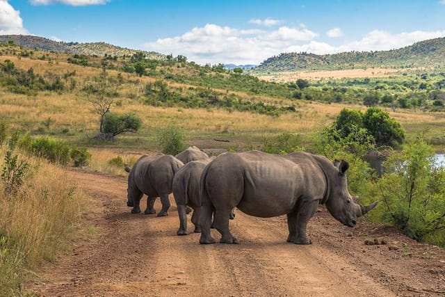 Rhino roadblock 